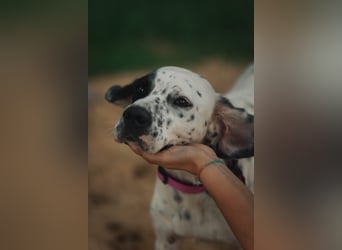 Mila- eine  liebe Setterhündin sucht ihr Für - immer - Zuhause.