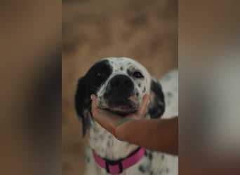 Mila- eine  liebe Setterhündin sucht ihr Für - immer - Zuhause.