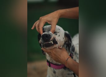 Mila- eine  liebe Setterhündin sucht ihr Für - immer - Zuhause.