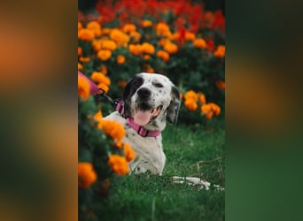 Mila- eine  liebe Setterhündin sucht ihr Für - immer - Zuhause.