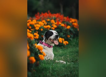 Mila- eine  liebe Setterhündin sucht ihr Für - immer - Zuhause.