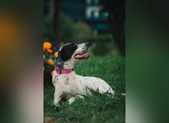 Mila- eine  liebe Setterhündin sucht ihr Für - immer - Zuhause.