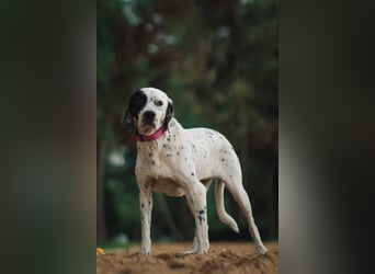 Mila- eine  liebe Setterhündin sucht ihr Für - immer - Zuhause.