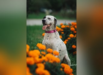 Mila- eine  liebe Setterhündin sucht ihr Für - immer - Zuhause.