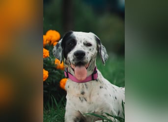 Mila- eine  liebe Setterhündin sucht ihr Für - immer - Zuhause.