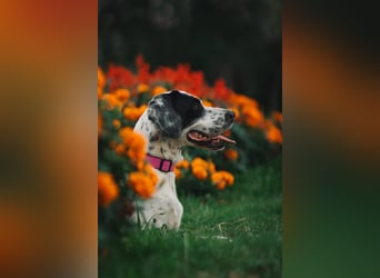 Mila- eine  liebe Setterhündin sucht ihr Für - immer - Zuhause.