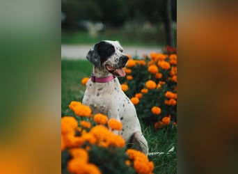 Mila- eine  liebe Setterhündin sucht ihr Für - immer - Zuhause.