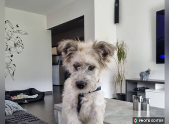 Julchen, zarte Seele sucht ihr Zuhause, Ps in 86633 Neuburg a.d.Donau