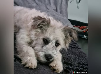 Julchen, zarte Seele sucht ihr Zuhause, Ps in 86633 Neuburg a.d.Donau