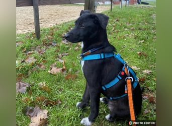 Anda, kleine Schönheit sucht ihre Familie, PS in 26871 Papenburg