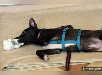 Anda, kleine Schönheit sucht ihre Familie, PS in 26871 Papenburg