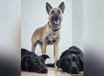 Jane, Kuschelqueen mit Köpfchen und Tatendrang, PS in 94078 Freyung