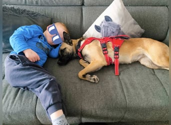 Jane, Kuschelqueen mit Köpfchen und Tatendrang, PS in 94078 Freyung