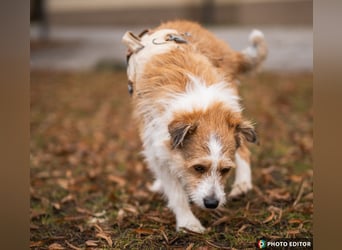 Gusti sucht einen liebevollen, ebenerdigen Gnadenplatz, PS in 86633 Neuburg