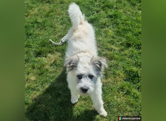 Julchen, zarte Seele sucht ihr Zuhause, Ps in 86633 Neuburg a.d.Donau