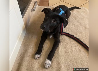 Anda, kleine Schönheit sucht ihre Familie, PS in 26871 Papenburg