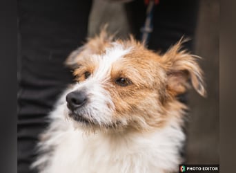 Gusti sucht einen liebevollen, ebenerdigen Gnadenplatz, PS in 86633 Neuburg