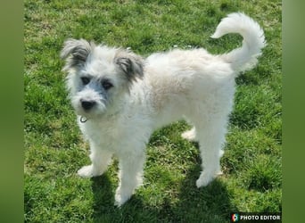 Julchen, zarte Seele sucht ihr Zuhause, Ps in 86633 Neuburg a.d.Donau