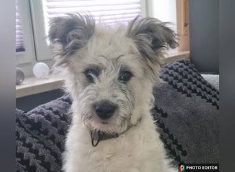 Julchen, zarte Seele sucht ihr Zuhause, Ps in 86633 Neuburg a.d.Donau