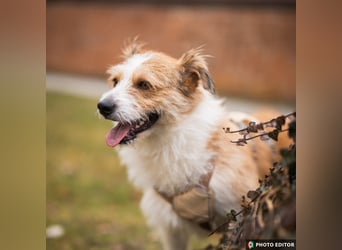 Gusti sucht einen liebevollen, ebenerdigen Gnadenplatz, PS in 86633 Neuburg