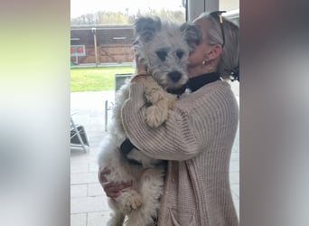 Julchen, zarte Seele sucht ihr Zuhause, Ps in 86633 Neuburg a.d.Donau