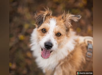 Gusti sucht einen liebevollen, ebenerdigen Gnadenplatz, PS in 86633 Neuburg