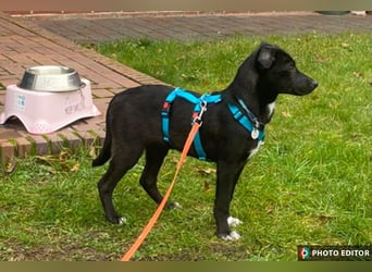 Anda, kleine Schönheit sucht ihre Familie, PS in 26871 Papenburg