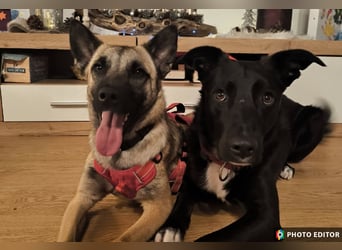 Jane, Kuschelqueen mit Köpfchen und Tatendrang, PS in 94078 Freyung