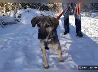 Alpha, jung, fröhlich, aktiv, bereit für sein Zuhause, PS in 31863 Coppenbrügge