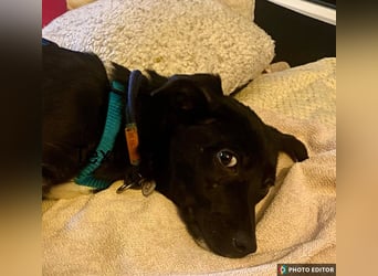 Anda, kleine Schönheit sucht ihre Familie, PS in 26871 Papenburg