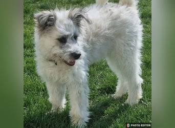 Julchen, zarte Seele sucht ihr Zuhause, Ps in 86633 Neuburg a.d.Donau