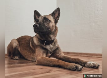 Jane, Kuschelqueen mit Köpfchen und Tatendrang, PS in 94078 Freyung