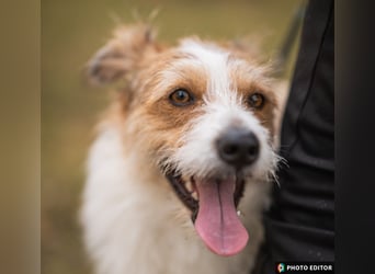 Gusti sucht einen liebevollen, ebenerdigen Gnadenplatz, PS in 86633 Neuburg