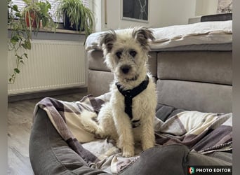 Julchen, zarte Seele sucht ihr Zuhause, Ps in 86633 Neuburg a.d.Donau