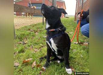 Anda, kleine Schönheit sucht ihre Familie, PS in 26871 Papenburg