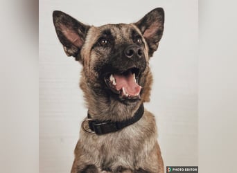 Jane, Kuschelqueen mit Köpfchen und Tatendrang, PS in 94078 Freyung