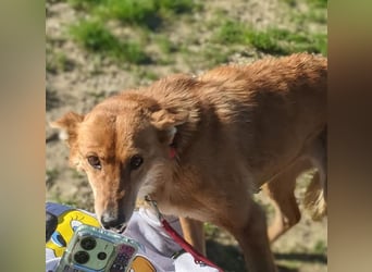 Zara, eine wunderschöne Füchsin