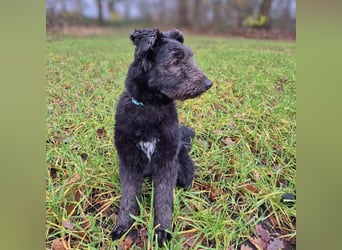 Kimmi - kinderlieb&katzenverträglich