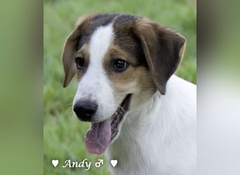Update: Die Welpen  Adrian und Andy suchen ihre Familie
