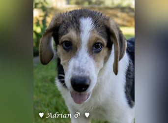 Update: Die Welpen  Adrian und Andy suchen ihre Familie