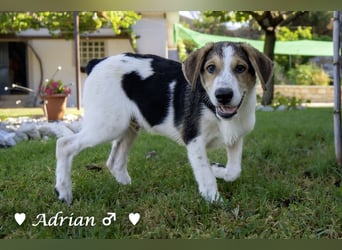 Update: Die Welpen  Adrian und Andy suchen ihre Familie