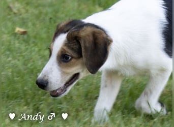 Update: Die Welpen  Adrian und Andy suchen ihre Familie