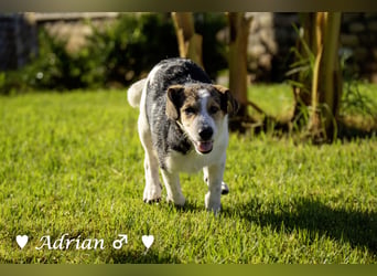 Update: Die Welpen  Adrian und Andy suchen ihre Familie