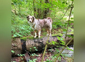 Nala - ist sensibel