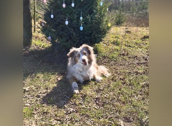 Nala - ist sensibel