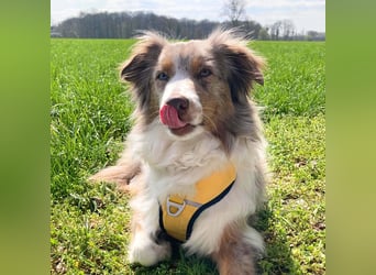 Nala - ist sensibel