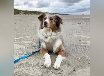 Nala - ist sensibel