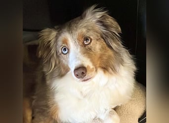 Nala - ist sensibel