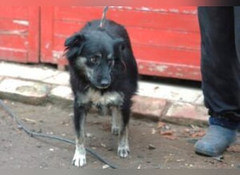 Die freundliche Lina sucht ihr Körbchen