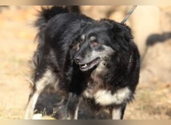 Die freundliche Lina sucht ihr Körbchen